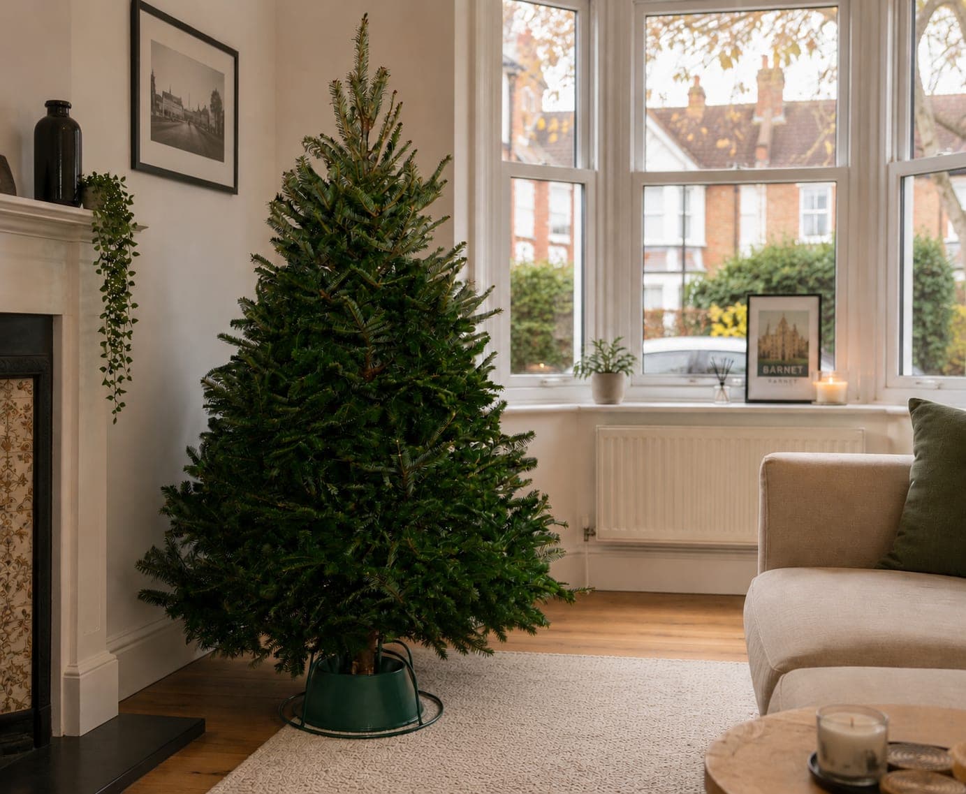 British-grown Christmas tree in a Barnet living room by a bay window, from Holly & Fir