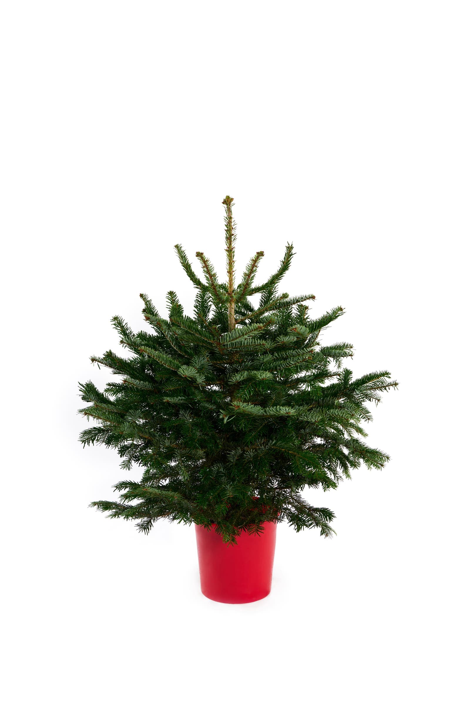 Pot-grown living Nordmann Fir Christmas trees at the Holly & Fir nursery